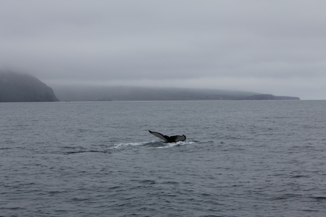 18.08.11 Alot of humpbacks 3